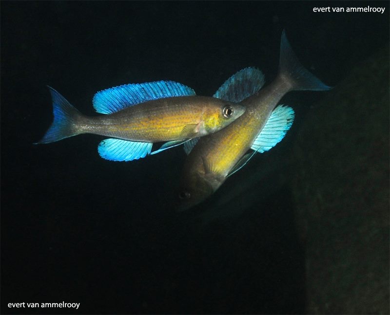 Cyprichromis pavo 'Mibwebwe'
